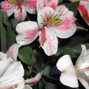 peruvian lily