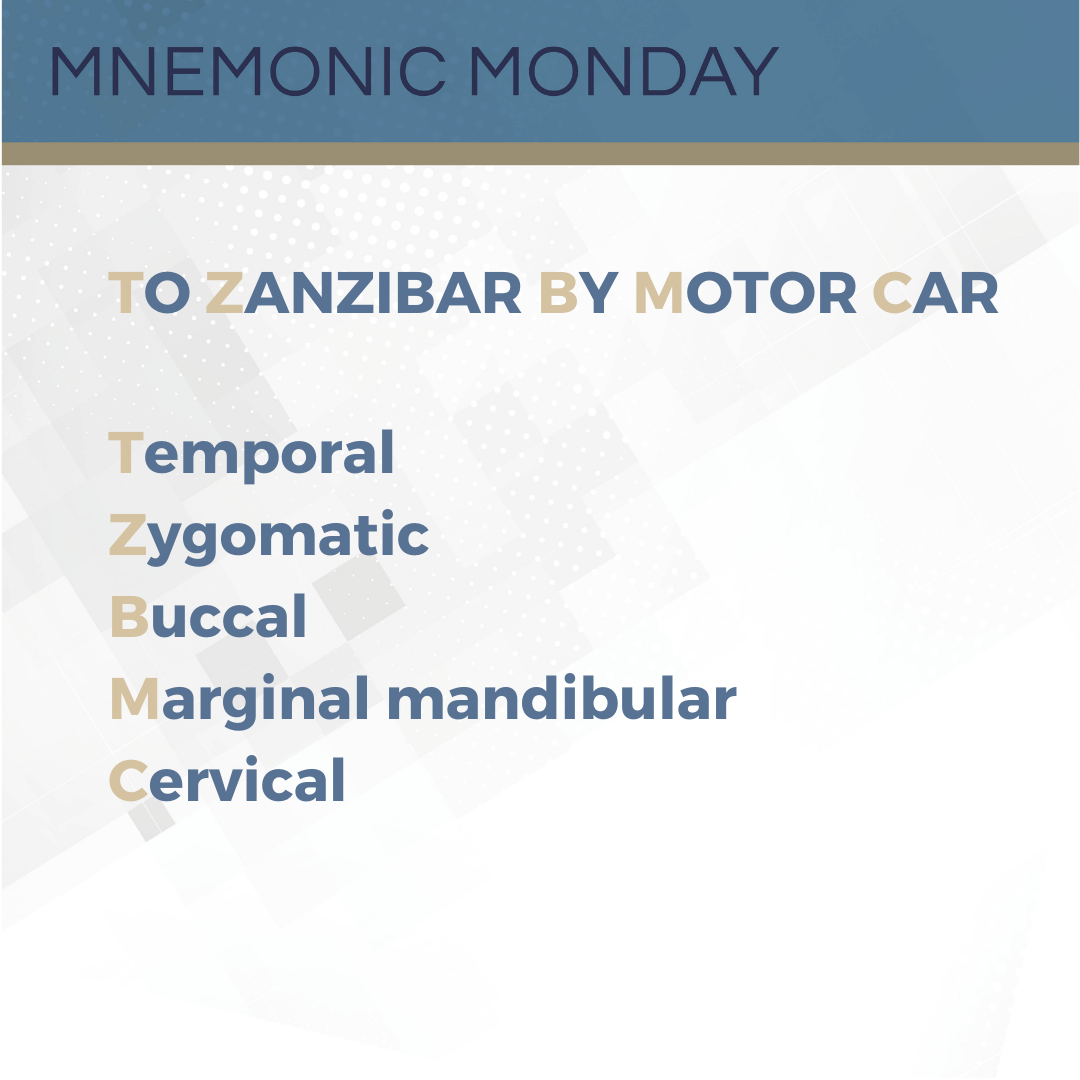 Branches of the facial nerve