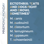 Ectothrix